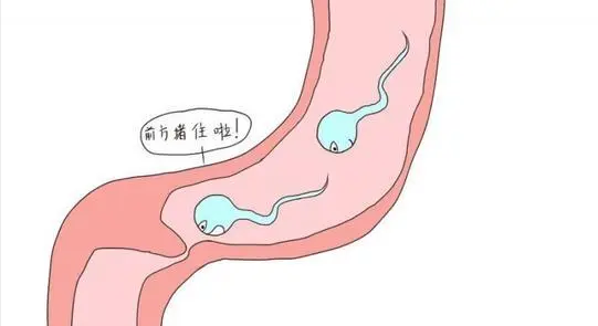 重慶檢查輸卵管堵塞都要做哪些項(xiàng)目